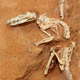 Image for article titled New study of mammalian evolution reveals one of our earliest ancestors